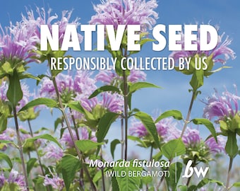 Wild Bergamot, Bee Balm, Monarda fistulosa  |  Native Plant Seeds