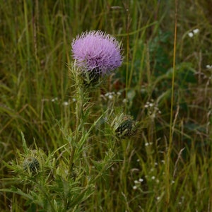Cirsium discolor, Field Thistle Native Plant Seeds image 7