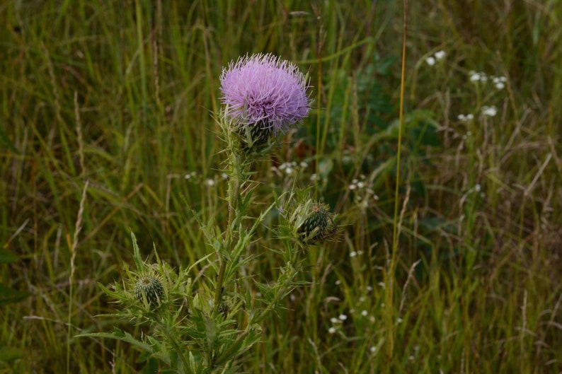 Cirsium discolor, Field Thistle Native Plant Seeds image 7