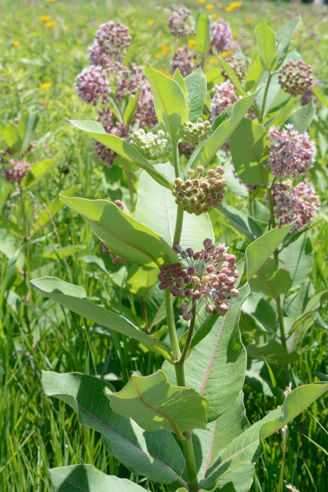 Asclepias Syriaca Common Milkweed Native Plant Seeds - Etsy