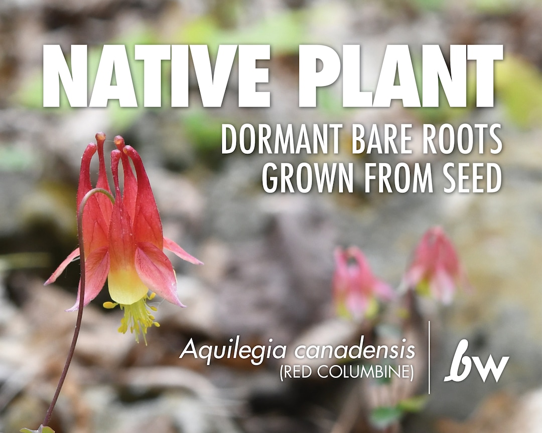 Columbine Roots Aquilegia Canadensis, Red Columbine | Bare Root Native Plant - Etsy