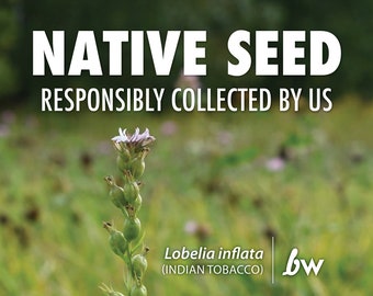 Lobelia inflata, Indian Tobacco  |  Native Plant Seeds