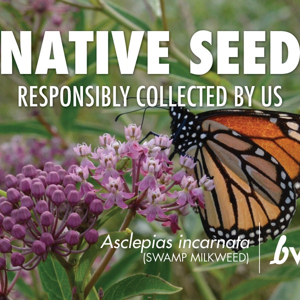 Asclepias incarnata, Swamp Milkweed, Rose Milkweed  |  Native Plant Seeds