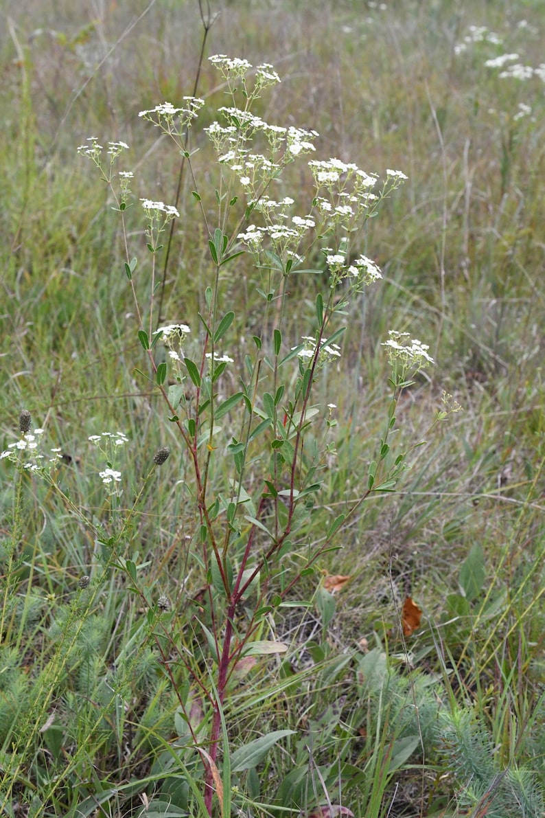 Euphorbia corollata, Flowering Spurge - Thumbnail 2