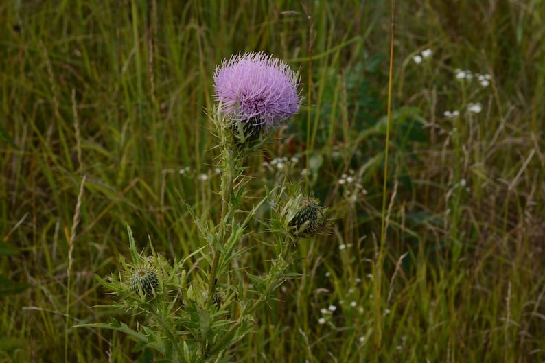 Cirsium discolor, Field Thistle Native Plant Seeds image 5