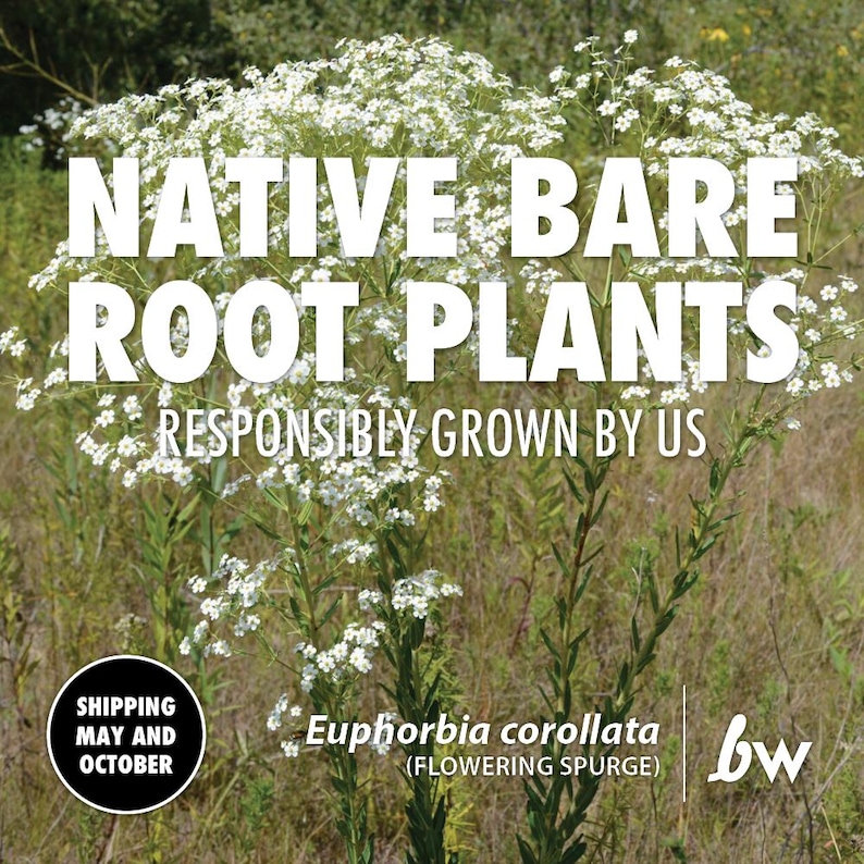 Euphorbia corollata, Flowering Spurge - Thumbnail 3