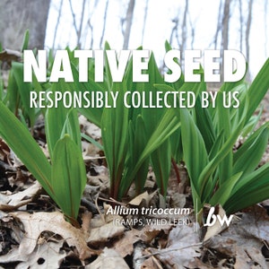 May include: Close-up of a patch of green ramps, also known as wild leeks, growing in a forest. The text "NATIVE SEED RESPONSIBLY COLLECTED BY US" is at the top of the image. The text "Allium tricoccum (RAMPS, WILD LEEK)" is at the bottom of the image, along with the logo "bw".