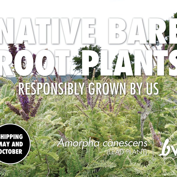 Lead Plant, Amorpha canescens  |  Bare Root Native Plant