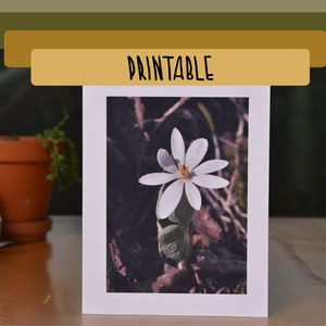 IMPRIMÍVEL - Cartão de felicitações em branco com foto Bloodroot