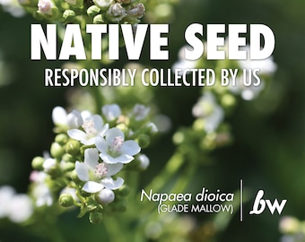 Napaea dioica, Glade Mallow  |  Native Plant Seeds