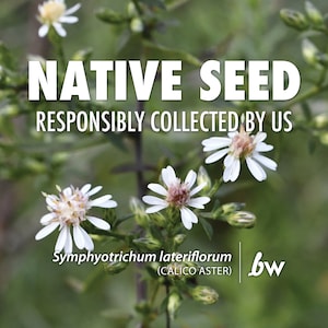 May include: Close-up of white flowers with pink centers, with the text "NATIVE SEED RESPONSIBLY COLLECTED BY US" and "Symphyotrichum lateriflorum (CALICO ASTER)" and the logo "bw" in the bottom right corner.