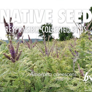 May include: A field of green plants with purple flowers. The text "NATIVE SEED RESPONSIBLY COLLECTED BY US" is at the top of the image. The text "Amorpha canescens (LEAD PLANT)" is at the bottom of the image. The text "bw" is in the bottom right corner of the image.