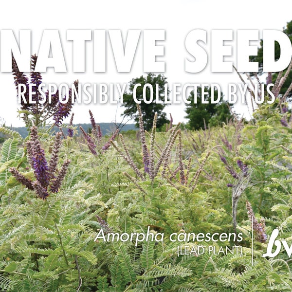 Lead Plant, Amorpha canescens   |  Native Plant Seeds