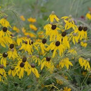 May include: A field of yellow coneflowers with dark brown centers. The flowers are in various stages of bloom, with some fully open and others still in bud.