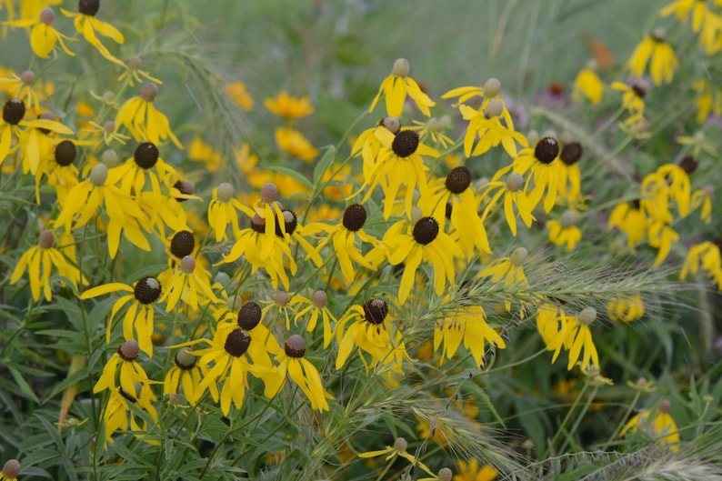 May include: A field of yellow coneflowers with dark brown centers. The flowers are in various stages of bloom, with some fully open and others still in bud.