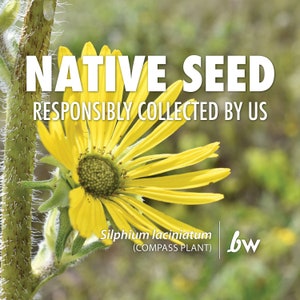 May include: A close-up of a bright yellow compass plant flower with a green center. The text "NATIVE SEED RESPONSIBLY COLLECTED BY US" is displayed in white. The plant's scientific name, Silphium laciniatum, is also shown.
