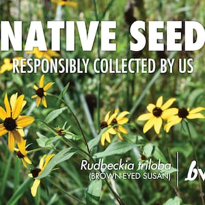 Rudbeckia triloba, Brown-eyed Susan  |  Native Plant Seeds