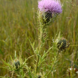 Cirsium discolor, Field Thistle Native Plant Seeds image 8