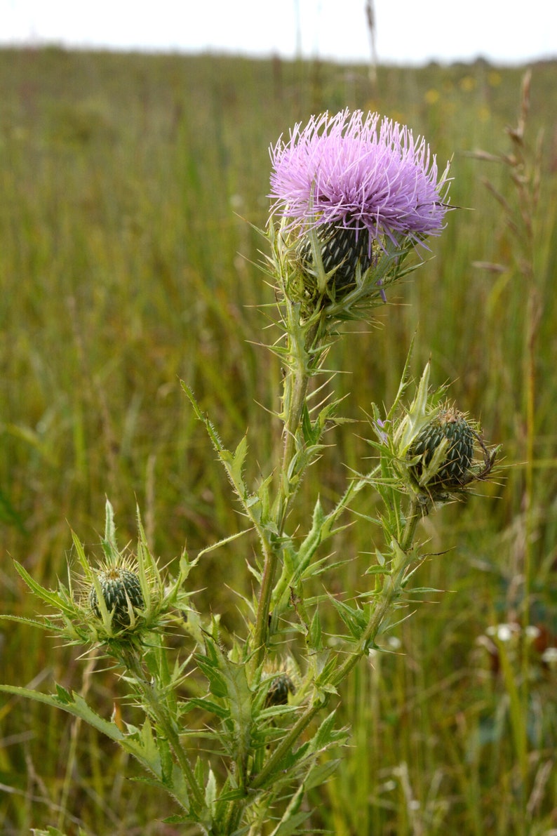 Cirsium discolor, Field Thistle Native Plant Seeds image 8