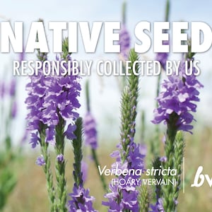 Verbena stricta, Hoary Vervain  |  Native Plant Seeds
