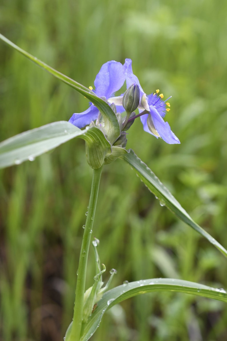 BeeWiseShop Tradescantia ohiensis Seeds