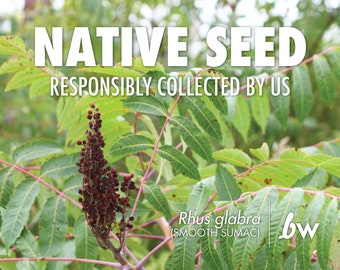 Rhus glabra, Smooth Sumac  |  Native Plant Seeds