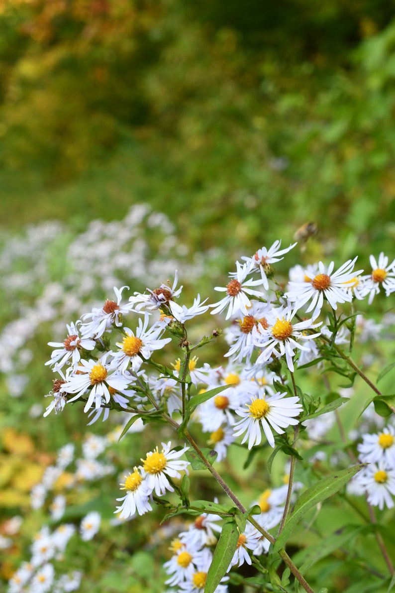 Crooked Aster, Crooked-stemmed Aster, Symphyotrichum prenanthoides Native Plant Seeds image 8