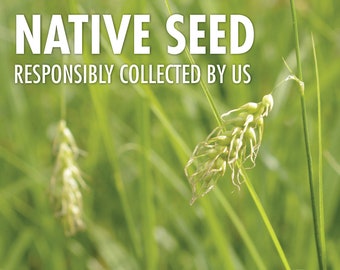 Long-beaked sedge, Carex sprengelii  |  Native Plant Seeds