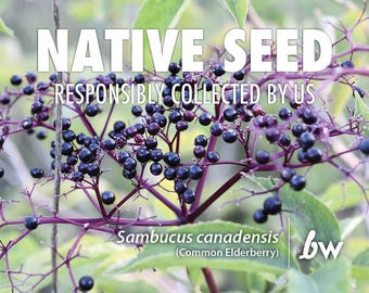 Sambucus canadensis, Common Elderberry  |  Native Plant Seeds