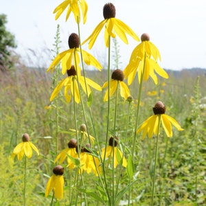 May include: A field of yellow coneflowers with brown centers. The flowers are in various stages of bloom, with some fully open and others still in bud.