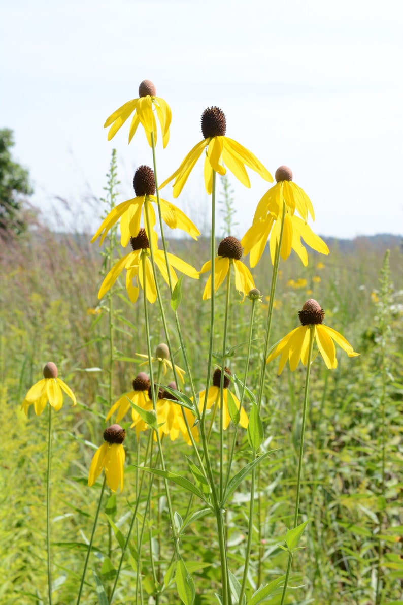 May include: A field of yellow coneflowers with brown centers. The flowers are in various stages of bloom, with some fully open and others still in bud.