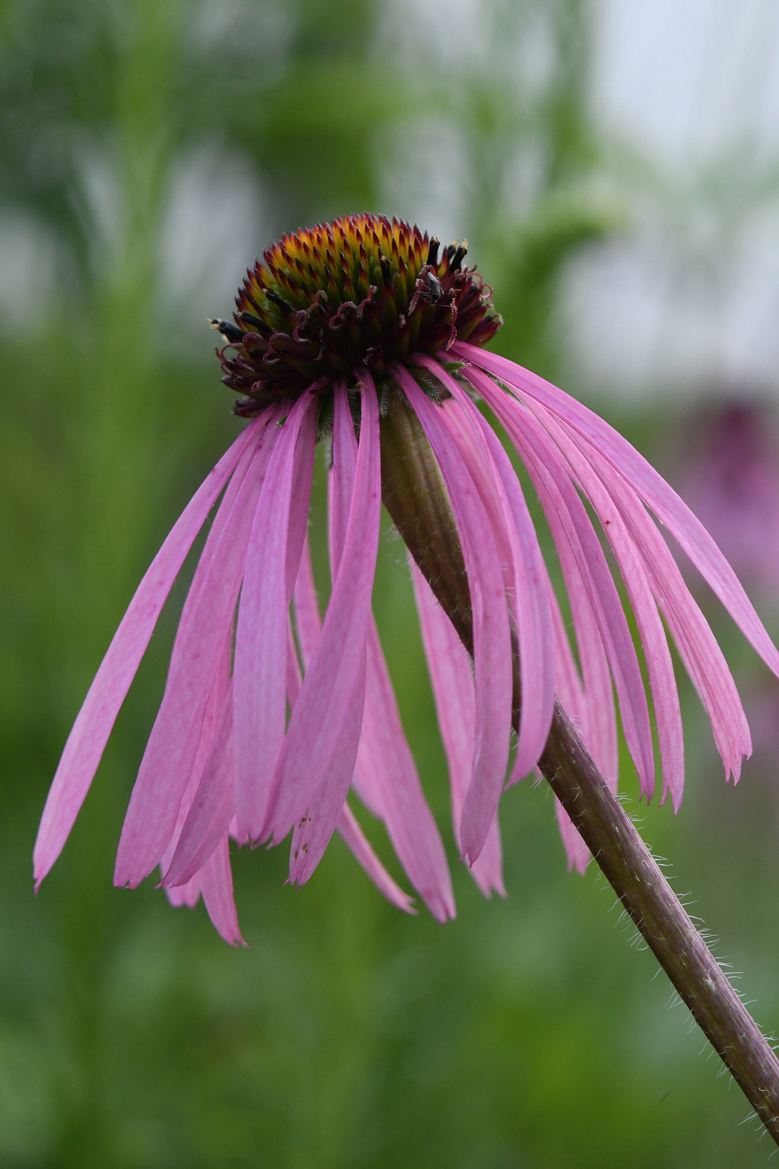 Echinacea pallida Pale Purple Coneflower Bare Root Native