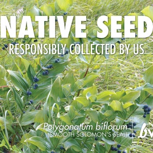 Solomon&#39;s Seal, Polygonatum biflorum  |  Native Plant Seeds