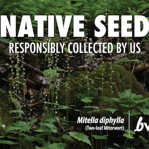 Mitella diphylla, Bishop&#39;s Cap, Two-leaf Miterwort  |  Native Plant Seeds