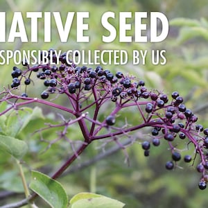 Common Elderberry, Sambucus canadensis  |  Native Plant Seeds