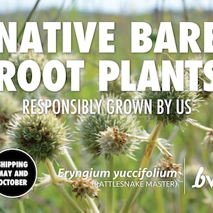 Eryngium yuccifolium, Rattlesnake Master  |  Bare Root Native Plant