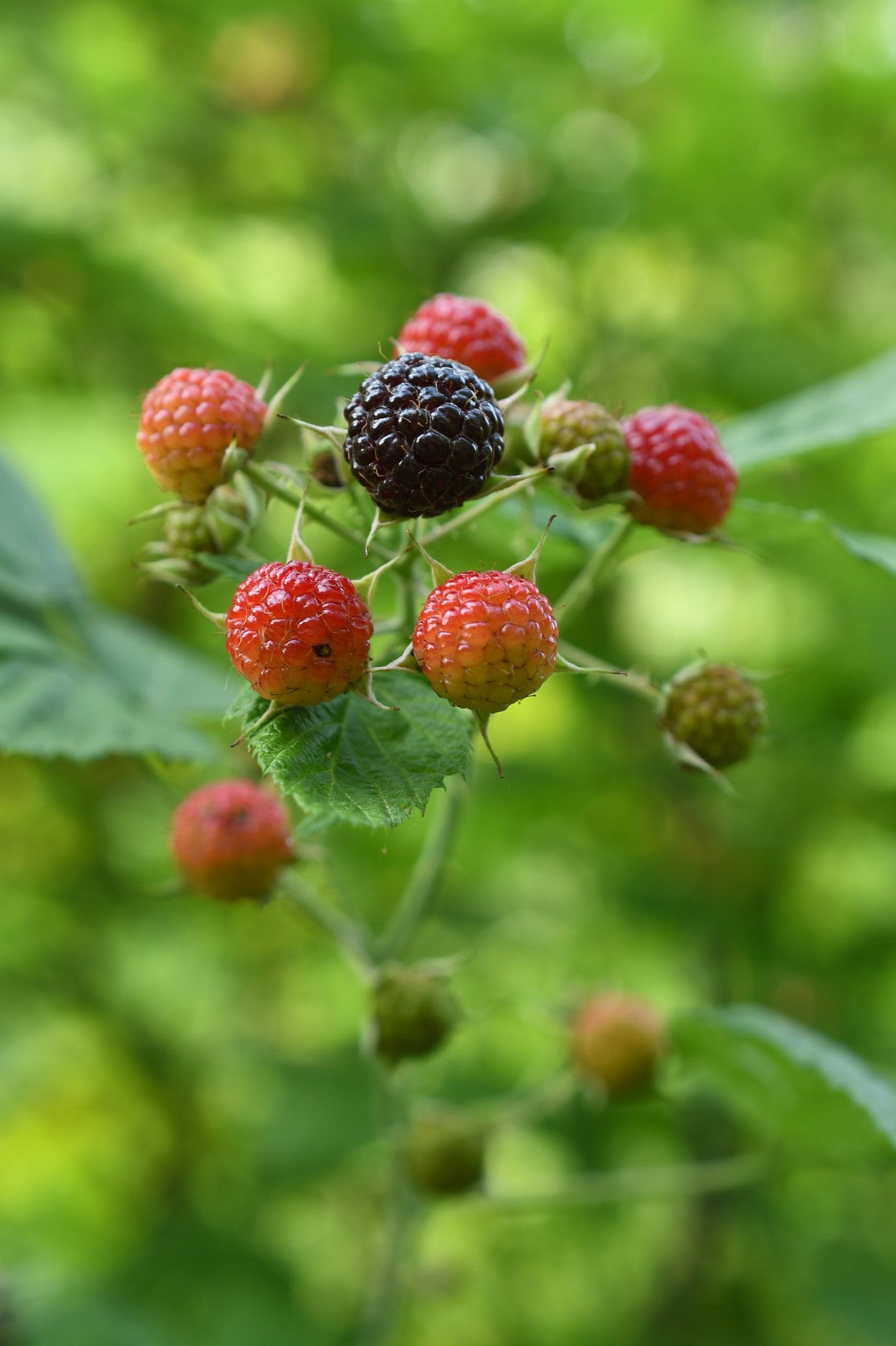 Rubus Occidentalis, Black Raspberry, Black Caps Native Plant Seeds - Etsy