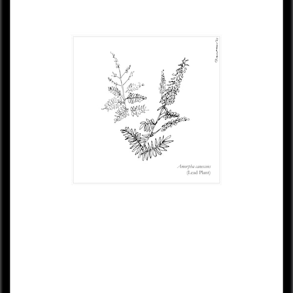 Native Plant Letterpress Print  (limited edition of 20)  |  Amorpha canescens, Lead Plant