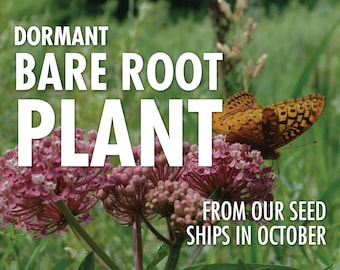 Asclepias incarnata, Swamp Milkweed or Rose Milkweed  |  Bare Root Native Plant