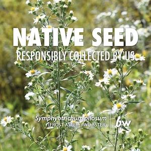 Symphyotrichum pilosum, Frost Aster, Awl Aster  |  Native Plant Seeds