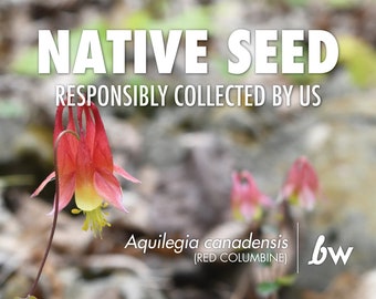 Red Columbine, Aquilegia canadensis  |  Native Plant Seeds