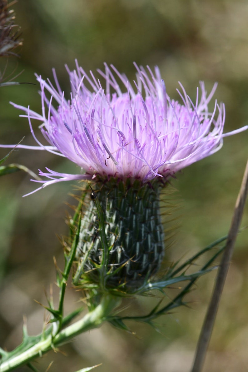 Cirsium discolor, Field Thistle Native Plant Seeds image 9