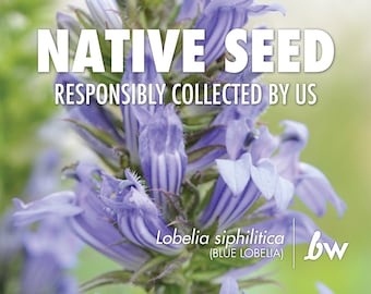 Lobelia siphilitica, Blue Lobelia  |  Native Plant Seeds