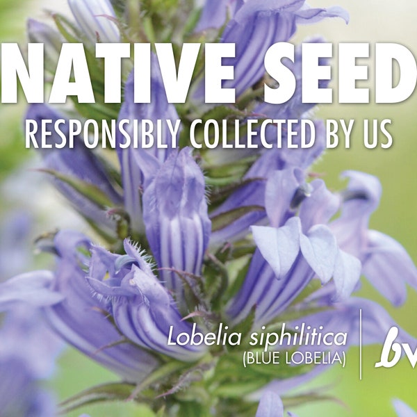 Lobelia siphilitica, Blue Lobelia  |  Native Plant Seeds