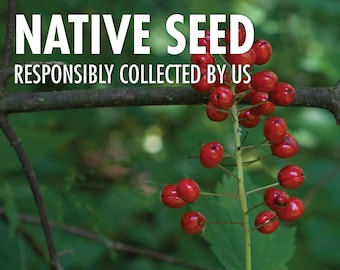 Red Baneberry, Actaea rubra  |  Native Plant Seeds