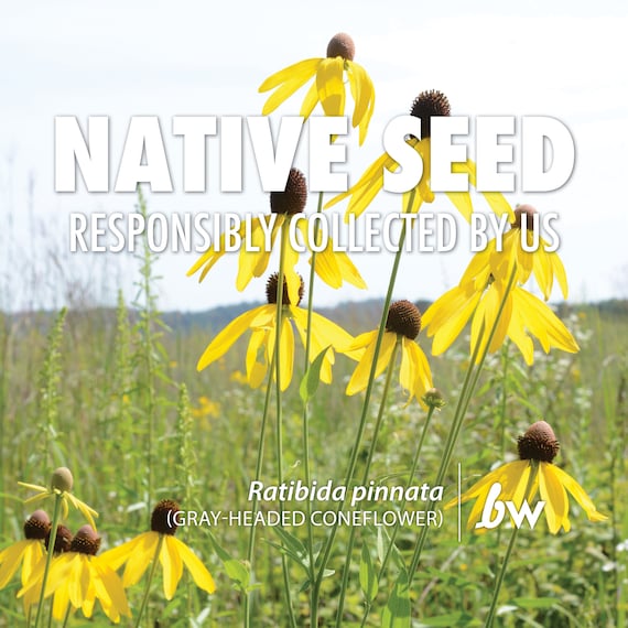 Ratibida pinnata, Gray-headed Coneflower  |  Native Plant Seeds