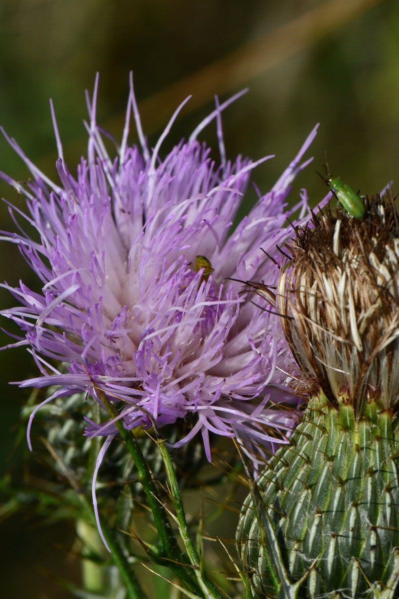 Cirsium discolor, Field Thistle Native Plant Seeds image 3