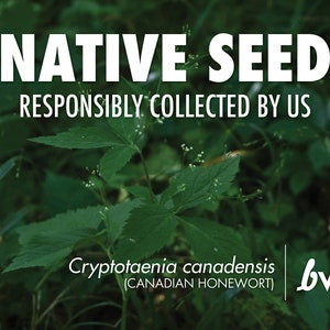 Cryptotaenia canadensis, Canadian Honewort  |  Native Plant Seeds