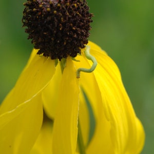 May include: A yellow flower with a brown center and a green stem. The petals are curled and drooping.