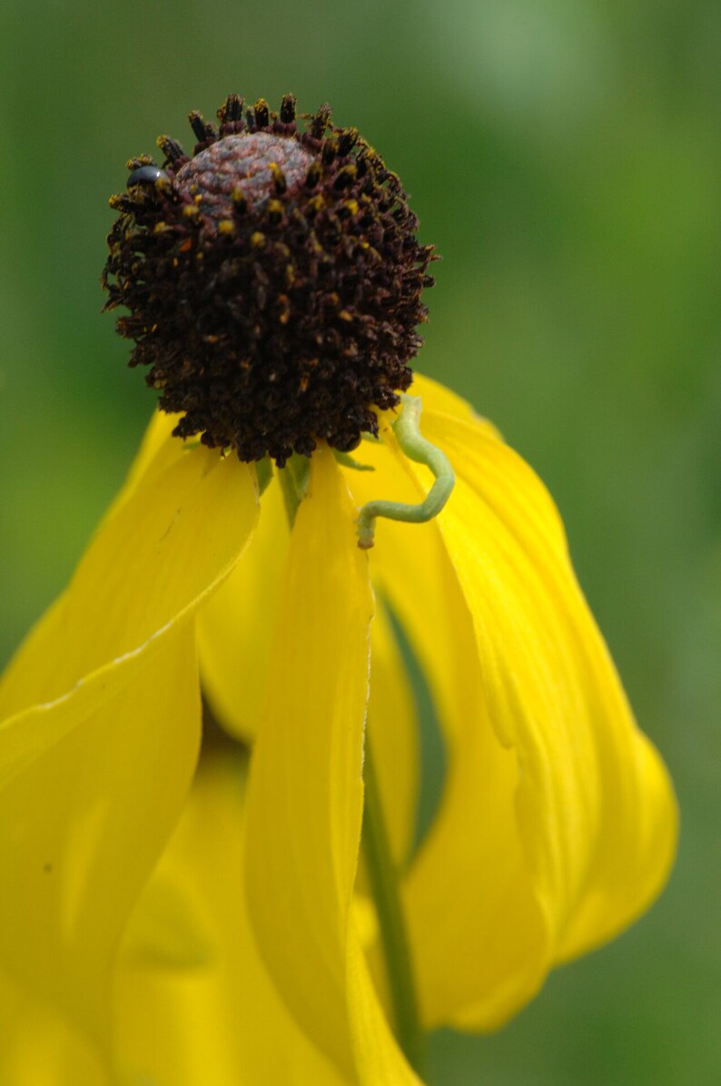 May include: A yellow flower with a brown center and a green stem. The petals are curled and drooping.